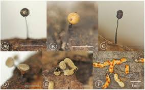 Attēlu rezultāti vaicājumam “Willkommlangea reticulata spores”