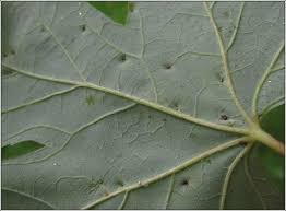 Attēlu rezultāti vaicājumam “Vasates quadripedes”