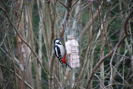 Attēlu rezultāti vaicājumam “Dendrocopos major female”