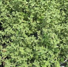 Image result for Thymus vulgaris