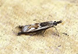 Attēlu rezultāti vaicājumam “Platytes alpinella”