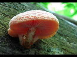 Attēlu rezultāti vaicājumam “Rhodotus palmatus”