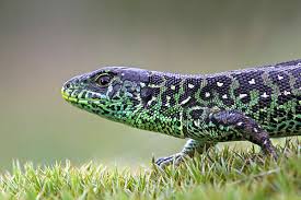 Attēlu rezultāti vaicājumam “Lacerta agilis male”