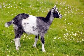 Attēlu rezultāti vaicājumam “Capra juvenile”