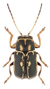 Attēlu rezultāti vaicājumam “Adoxus obscurus”