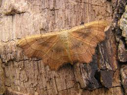 Attēlu rezultāti vaicājumam “Idaea emarginata”