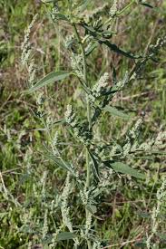 Attēlu rezultāti vaicājumam “Chenopodium acerifolium flower”