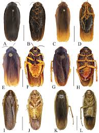 Attēlu rezultāti vaicājumam “Blattoptera”