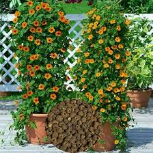 Image result for Thunbergia alata