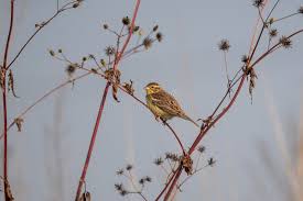 Image result for Emberiza aureola