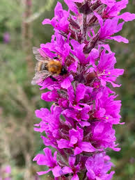 Attēlu rezultāti vaicājumam “Lythrum salicaria flower”