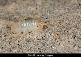 Attēlu rezultāti vaicājumam “Talitrus saltator”