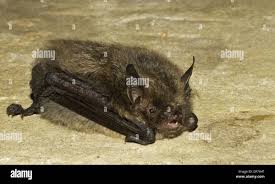 Attēlu rezultāti vaicājumam “Myotis brandtii”