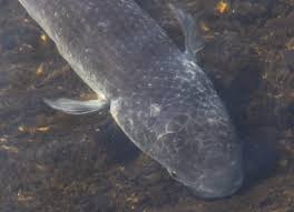 Image result for Chelon labrosus