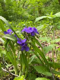 Attēlu rezultāti vaicājumam “Tradescantia virginiana”