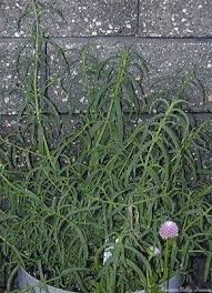 Attēlu rezultāti vaicājumam “Mentha longifolia”