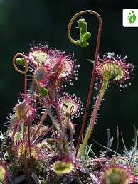 Attēlu rezultāti vaicājumam “Drosera rotundifolia flower”