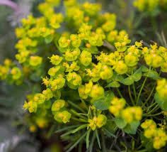 Attēlu rezultāti vaicājumam “Euphorbia cyparissias flower”