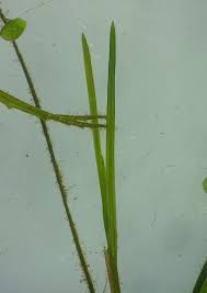 Attēlu rezultāti vaicājumam “Potamogeton trichoides”