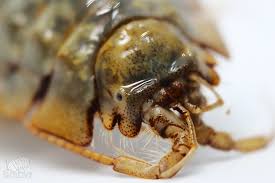 Attēlu rezultāti vaicājumam “Saduria entomon”