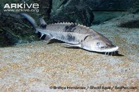 Image result for Scaphirhynchus platorynchus