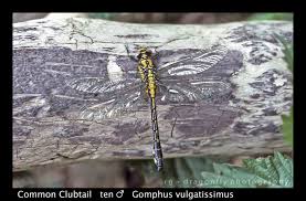 Attēlu rezultāti vaicājumam “Gomphus vulgatissimus”