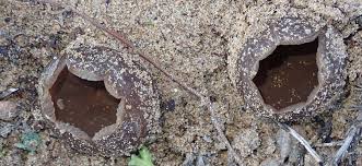 Attēlu rezultāti vaicājumam “Peziza ammophila”