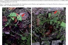 Attēlu rezultāti vaicājumam “Cystiphora sanguinea”