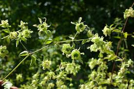 Attēlu rezultāti vaicājumam “Silene baccifera”
