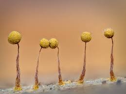 Attēlu rezultāti vaicājumam “Cribraria piriformis macro”