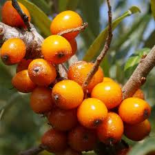 Attēlu rezultāti vaicājumam “Hippophae rhamnoides fruit”