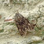 Attēlu rezultāti vaicājumam “Brachionycha nubeculosa”