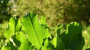 Attēlu rezultāti vaicājumam “Rumex confertus”