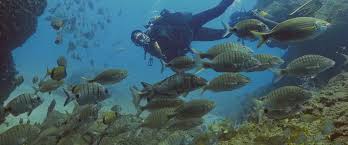 Image result for Canary Divers