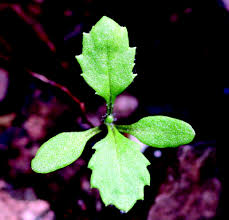 Attēlu rezultāti vaicājumam “Senecio vulgaris leaf”
