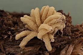 Attēlu rezultāti vaicājumam “Craterium aureonucleatum”