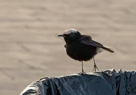 Image result for Oenanthe leucopyga