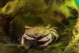 Image result for Cancer irroratus