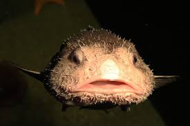 Image result for blobfish