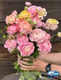 Attēlu rezultāti vaicājumam “Ranunculus elatior flower”