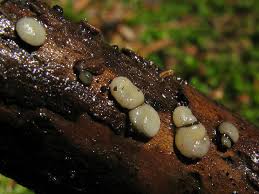 Attēlu rezultāti vaicājumam “Vibrissea decolorans”