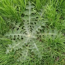 Image result for Onopordum acanthium