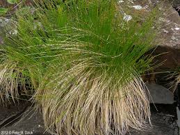 Attēlu rezultāti vaicājumam “Trichophorum cespitosum fruit”