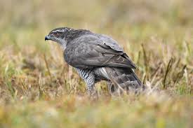 Image result for Goshawks G C
