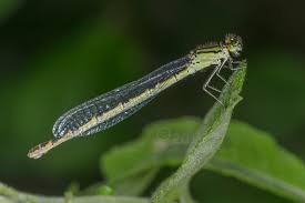 Attēlu rezultāti vaicājumam “Enallagma cyathigerum female”