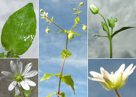 Attēlu rezultāti vaicājumam “Cerastium sylvaticum”