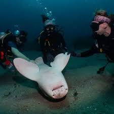 Image result for Stegostoma tigrinum