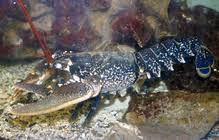Image result for Homarus gammarus