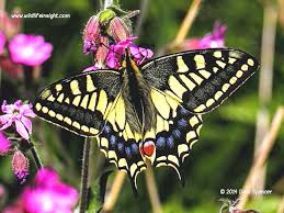 Attēlu rezultāti vaicājumam “Papilionidae”