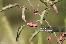 Attēlu rezultāti vaicājumam “Euonymus fruit”